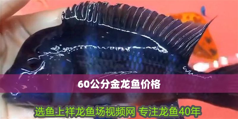 60公分金龍魚價格