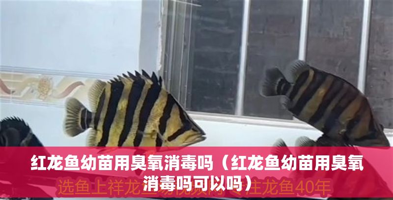 紅龍魚幼苗用臭氧消毒嗎（紅龍魚幼苗用臭氧消毒嗎可以嗎）