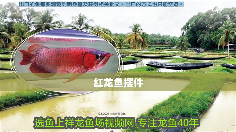 紅龍魚擺件