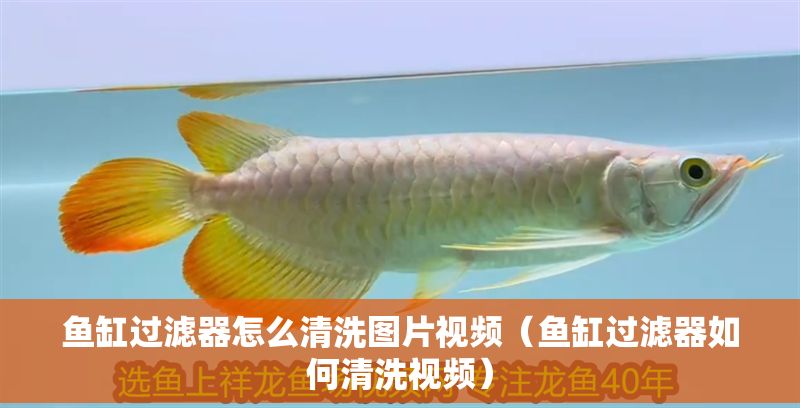 魚缸過濾器怎么清洗圖片視頻（魚缸過濾器如何清洗視頻）