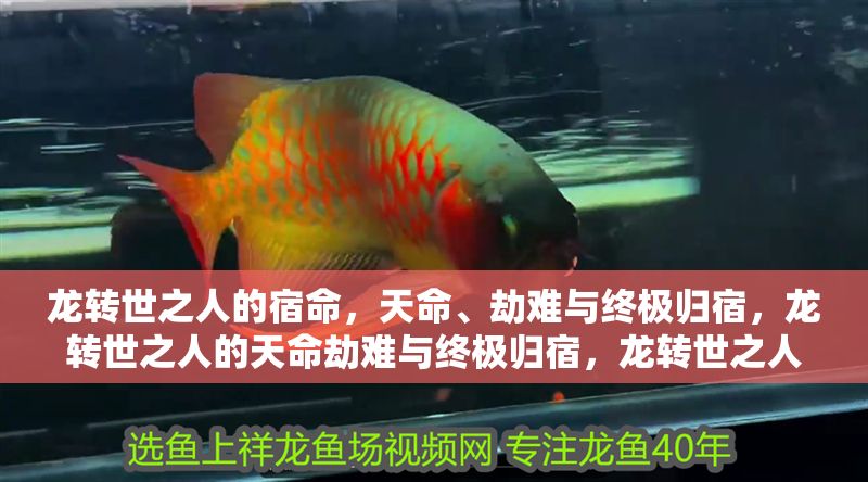 龍轉世之人的宿命，天命、劫難與終極歸宿，龍轉世之人的天命劫難與終極歸宿，龍轉世之人的天命劫難與終極歸宿 龍轉世之人的宿命，天命、劫難與終極歸宿，龍轉世之人的天命劫難與終極歸宿，龍轉世之人的天命劫難與終極歸宿 龍魚百科 第1張