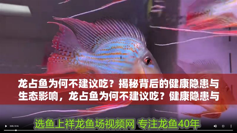 龍占魚為何不建議吃？揭秘背后的健康隱患與生態(tài)影響，龍占魚為何不建議吃？健康隱患與生態(tài)影響深度解析，龍占魚的健康隱患與生態(tài)影響，為何不建議食用？