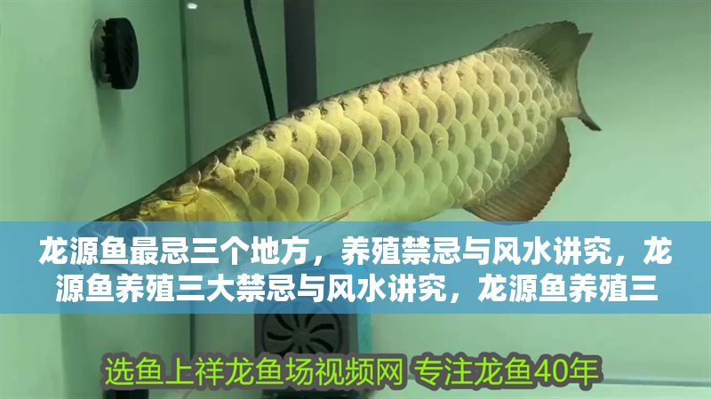 龍源魚最忌三個地方，養殖禁忌與風水講究，龍源魚養殖三大禁忌與風水講究，龍源魚養殖三大禁忌與風水講究
