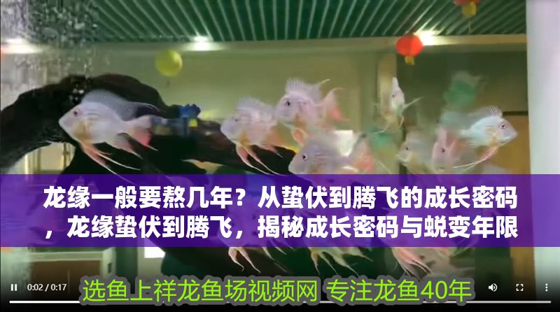 龍緣一般要熬幾年？從蟄伏到騰飛的成長密碼，龍緣蟄伏到騰飛，揭秘成長密碼與蛻變年限，龍緣蟄伏到騰飛，揭秘成長密碼與蛻變年限