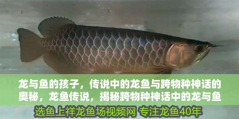 龍與魚(yú)的孩子，傳說(shuō)中的龍魚(yú)與跨物種神話的奧秘，龍魚(yú)傳說(shuō)，揭秘跨物種神話中的龍與魚(yú)之子，揭秘跨物種神話，龍與魚(yú)之子的神秘傳說(shuō)