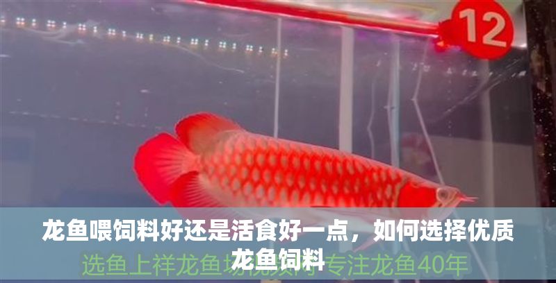 龍魚喂飼料好還是活食好一點，如何選擇優質龍魚飼料