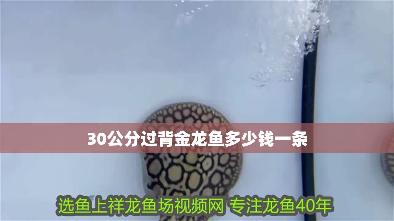 30公分過背金龍魚多少錢一條