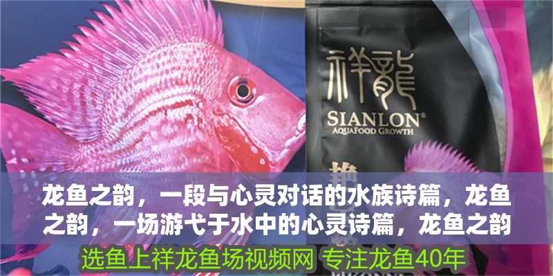 龍魚之韻，一段與心靈對話的水族詩篇，龍魚之韻，一場游弋于水中的心靈詩篇，龍魚之韻，游弋水中的心靈詩篇