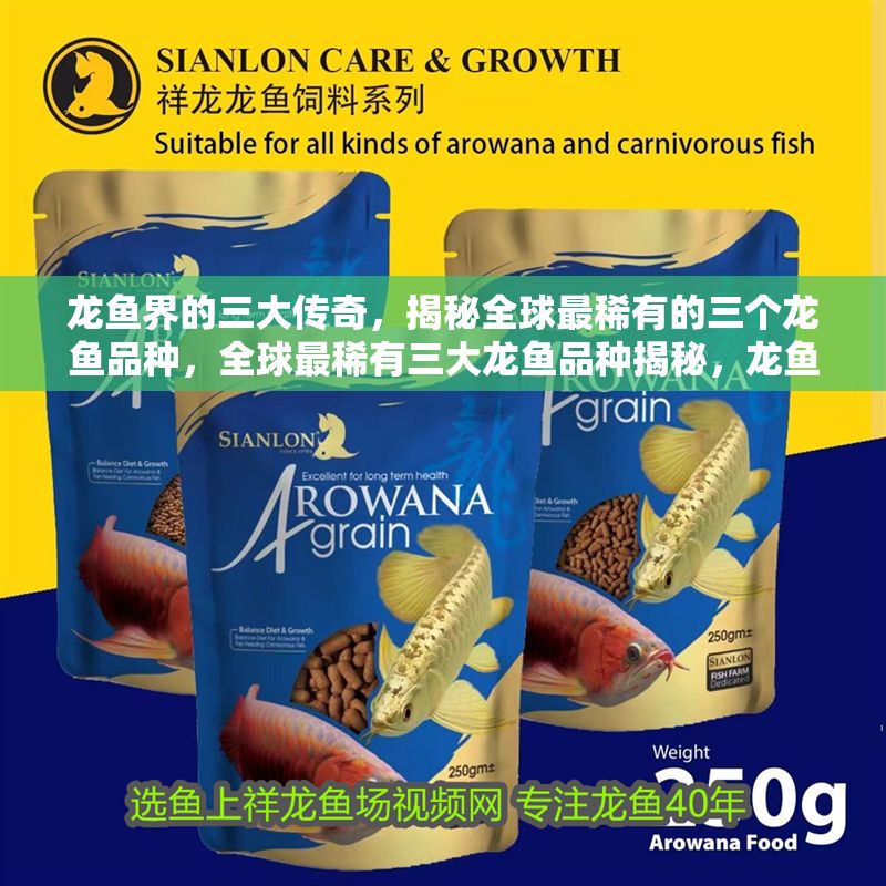 龍魚界的三大傳奇，揭秘全球最稀有的三個龍魚品種，全球最稀有三大龍魚品種揭秘，龍魚界的傳奇王者，全球最稀有三大龍魚品種，揭秘龍魚界的傳奇王者