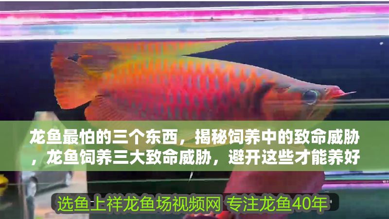 龍魚最怕的三個東西，揭秘飼養中的致命威脅，龍魚飼養三大致命威脅，避開這些才能養好！龍魚飼養三大致命威脅，避開這些才能養好！