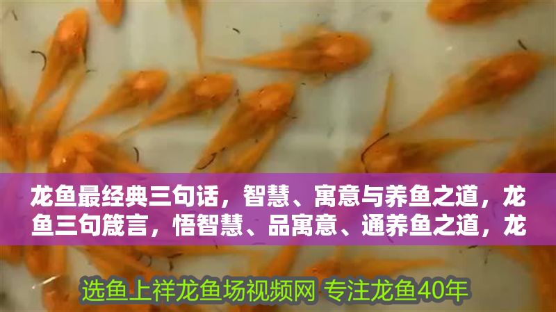 龍魚最經典三句話，智慧、寓意與養魚之道，龍魚三句箴言，悟智慧、品寓意、通養魚之道，龍魚三句箴言，悟智慧、品寓意、通養魚之道