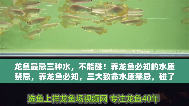 龍魚最忌三種水，不能碰！養龍魚必知的水質禁忌，養龍魚必知，三大致命水質禁忌，碰了后悔莫及！養龍魚必知，三大致命水質禁忌，碰了后悔莫及！
