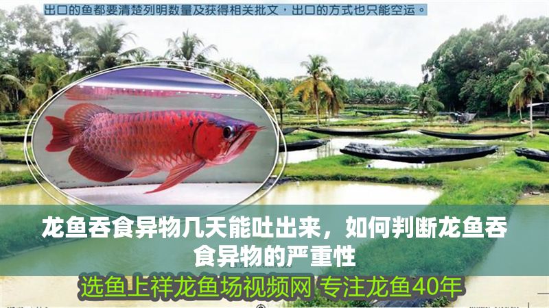 龍魚吞食異物幾天能吐出來，如何判斷龍魚吞食異物的嚴重性