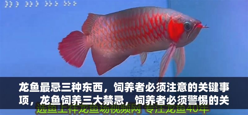 龍魚最忌三種東西，飼養(yǎng)者必須注意的關(guān)鍵事項，龍魚飼養(yǎng)三大禁忌，飼養(yǎng)者必須警惕的關(guān)鍵事項，龍魚飼養(yǎng)三大禁忌，飼養(yǎng)者必須警惕的關(guān)鍵事項