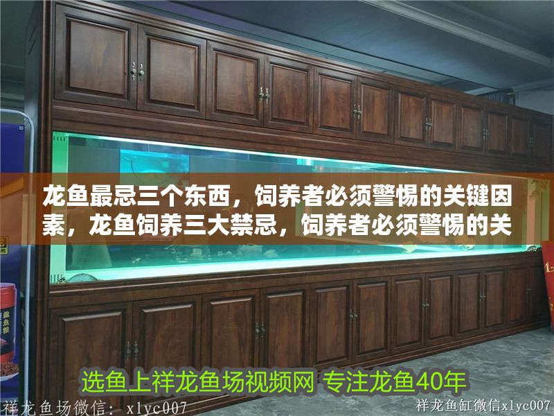 龍魚最忌三個(gè)東西，飼養(yǎng)者必須警惕的關(guān)鍵因素，龍魚飼養(yǎng)三大禁忌，飼養(yǎng)者必須警惕的關(guān)鍵因素，龍魚飼養(yǎng)三大禁忌，飼養(yǎng)者必須警惕的關(guān)鍵因素