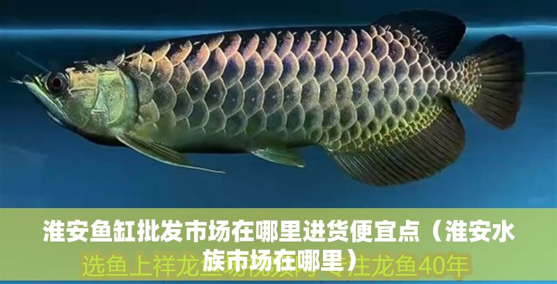 淮安魚缸批發市場在哪里進貨便宜點（淮安水族市場在哪里）
