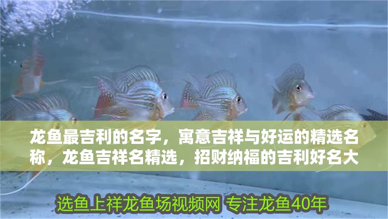 龍魚最吉利的名字，寓意吉祥與好運的精選名稱，龍魚吉祥名精選，招財納福的吉利好名大全，龍魚吉祥好名大全，招財納福的吉利精選 龍魚最吉利的名字，寓意吉祥與好運的精選名稱，龍魚吉祥名精選，招財納福的吉利好名大全，龍魚吉祥好名大全，招財納福的吉利精選 龍魚百科 第1張