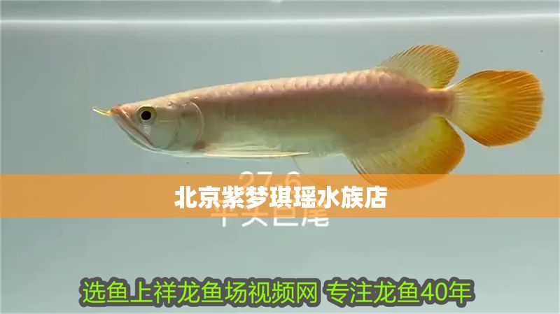 北京紫夢琪瑤水族店