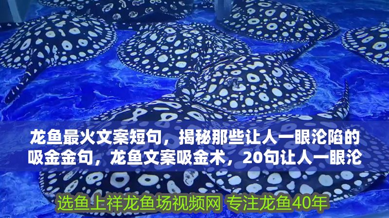 龍魚最火文案短句，揭秘那些讓人一眼淪陷的吸金金句，龍魚文案吸金術，20句讓人一眼淪陷的爆單金句，20句龍魚爆單金句，一眼淪陷的吸金文案術 龍魚最火文案短句，揭秘那些讓人一眼淪陷的吸金金句，龍魚文案吸金術，20句讓人一眼淪陷的爆單金句，20句龍魚爆單金句，一眼淪陷的吸金文案術 龍魚百科 第1張