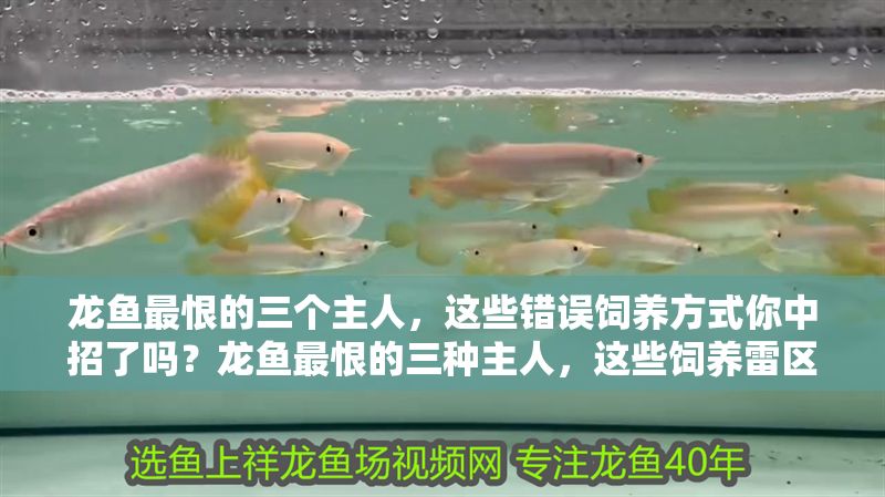 龍魚最恨的三個主人，這些錯誤飼養方式你中招了嗎？龍魚最恨的三種主人，這些飼養雷區你踩中了嗎？龍魚最厭惡的3類主人，這些飼養禁忌你犯了嗎？