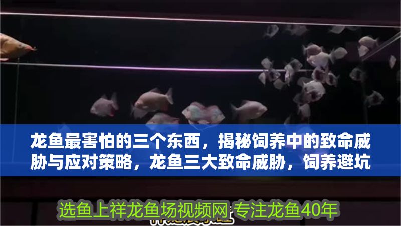 龍魚最害怕的三個(gè)東西，揭秘飼養(yǎng)中的致命威脅與應(yīng)對(duì)策略，龍魚三大致命威脅，飼養(yǎng)避坑指南與應(yīng)對(duì)策略，龍魚飼養(yǎng)必知，三大致命威脅與高效應(yīng)對(duì)策略