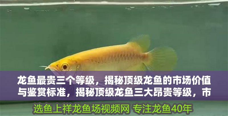 龍魚最貴三個(gè)等級(jí)，揭秘頂級(jí)龍魚的市場(chǎng)價(jià)值與鑒賞標(biāo)準(zhǔn)，揭秘頂級(jí)龍魚三大昂貴等級(jí)，市場(chǎng)價(jià)值與鑒賞標(biāo)準(zhǔn)全解析，揭秘頂級(jí)龍魚三大昂貴等級(jí)，市場(chǎng)價(jià)值與鑒賞標(biāo)準(zhǔn)全解析
