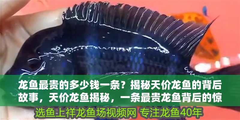 龍魚最貴的多少錢一條?揭秘天價龍魚的背后故事,天價龍魚揭秘,一條最貴龍魚背后的驚人故事,天價龍魚揭秘,一條最貴龍魚背后的驚人故事 龍魚百科 第1張 龍魚最貴的多少錢一條?揭秘天價龍魚的背后故事,天價龍魚揭秘,一條最貴龍魚背后的驚人故事,天價龍魚揭秘,一條最貴龍魚背后的驚人故事 龍魚最貴的多少錢一條?揭秘天價龍魚的背后故事,天價龍魚揭秘,一條最貴龍魚背后的驚人故事,天價龍魚揭秘,一條最貴龍魚背后的驚人故事 龍魚百科 第1張