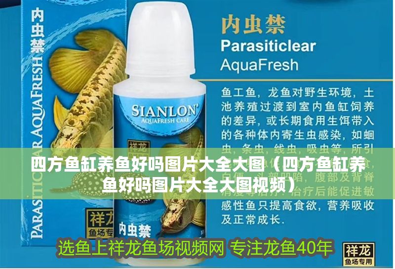 四方魚缸養魚好嗎圖片大全大圖（四方魚缸養魚好嗎圖片大全大圖視頻）