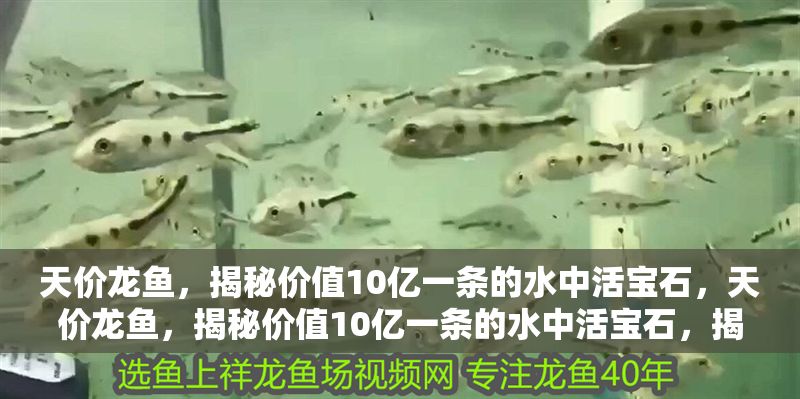 天價龍魚，揭秘價值10億一條的水中活寶石，天價龍魚，揭秘價值10億一條的水中活寶石，揭秘天價龍魚，價值10億一條的水中活寶石