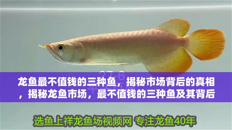 龍魚最不值錢的三種魚，揭秘市場背后的真相，揭秘龍魚市場，最不值錢的三種魚及其背后真相，揭秘龍魚市場，最不值錢的三種魚及其背后真相