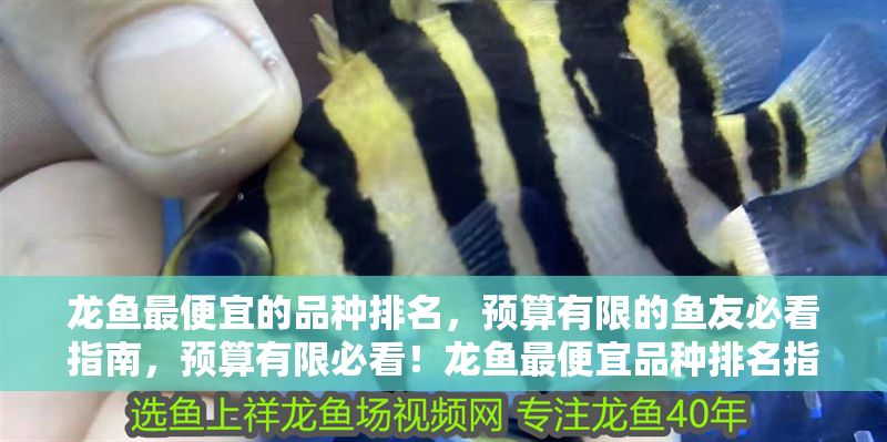 龍魚最便宜的品種排名，預算有限的魚友必看指南，預算有限必看！龍魚最便宜品種排名指南，預算有限必看！龍魚最便宜品種排名指南