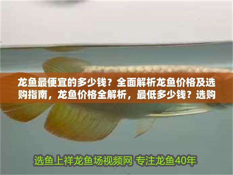 龍魚最便宜的多少錢？全面解析龍魚價(jià)格及選購(gòu)指南，龍魚價(jià)格全解析，最低多少錢？選購(gòu)指南一網(wǎng)打盡，龍魚價(jià)格全解析，最低多少錢？選購(gòu)指南一網(wǎng)打盡