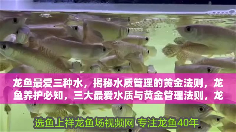 龍魚最愛三種水，揭秘水質管理的黃金法則，龍魚養護必知，三大最愛水質與黃金管理法則，龍魚養護必知，揭秘三大最愛水質與黃金管理法則