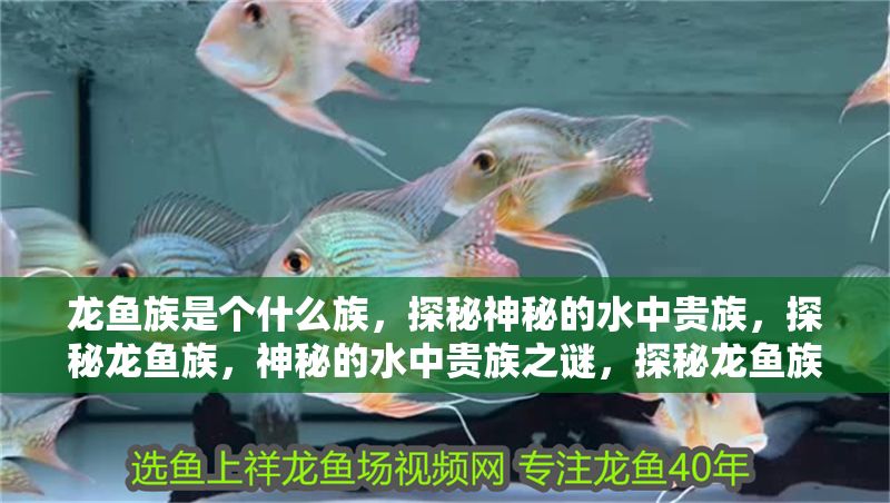 龍魚族是個什么族，探秘神秘的水中貴族，探秘龍魚族，神秘的水中貴族之謎，探秘龍魚族，神秘的水中貴族之謎