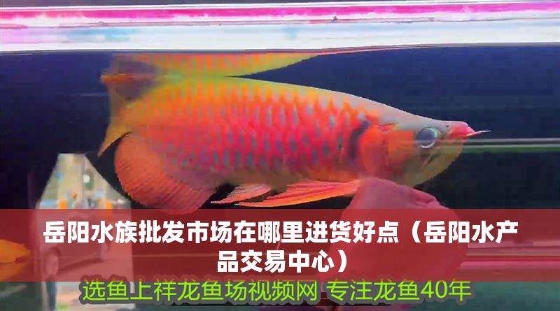 岳陽水族批發市場在哪里進貨好點（岳陽水產品交易中心）