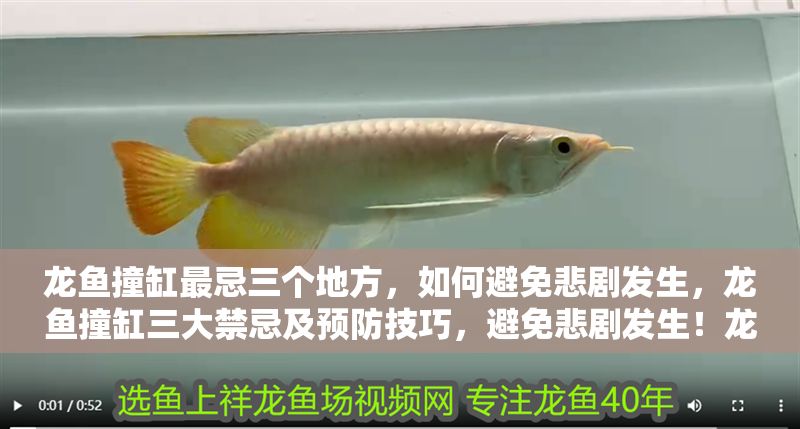 龍魚撞缸最忌三個地方，如何避免悲劇發生，龍魚撞缸三大禁忌及預防技巧，避免悲劇發生！龍魚撞缸三大禁忌及預防技巧，避免悲劇發生！