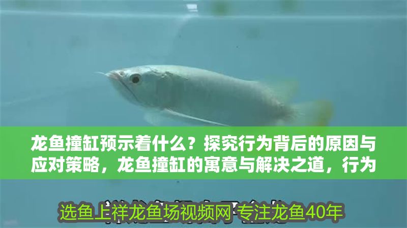 龍魚撞缸預示著什么？探究行為背后的原因與應對策略，龍魚撞缸的寓意與解決之道，行為解析與應對措施，龍魚撞缸的原因解析與應對策略