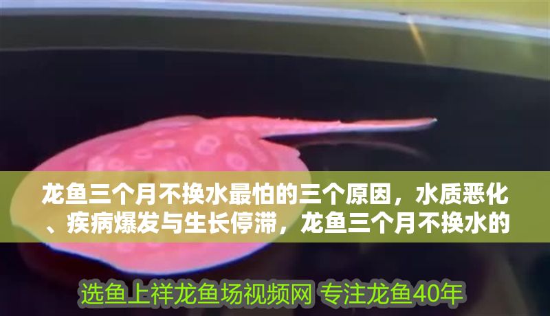 龍魚三個月不換水最怕的三個原因，水質惡化、疾病爆發與生長停滯，龍魚三個月不換水的三大隱患，水質惡化、疾病爆發與生長停滯，龍魚三個月不換水的三大隱患，水質惡化、疾病爆發與生長停滯 龍魚三個月不換水最怕的三個原因，水質惡化、疾病爆發與生長停滯，龍魚三個月不換水的三大隱患，水質惡化、疾病爆發與生長停滯，龍魚三個月不換水的三大隱患，水質惡化、疾病爆發與生長停滯 龍魚百科 第1張