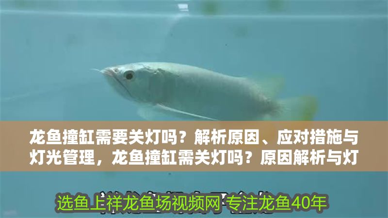 龍魚撞缸需要關(guān)燈嗎？解析原因、應(yīng)對措施與燈光管理，龍魚撞缸需關(guān)燈嗎？原因解析與燈光管理技巧，龍魚撞缸需關(guān)燈嗎？原因解析與燈光管理技巧