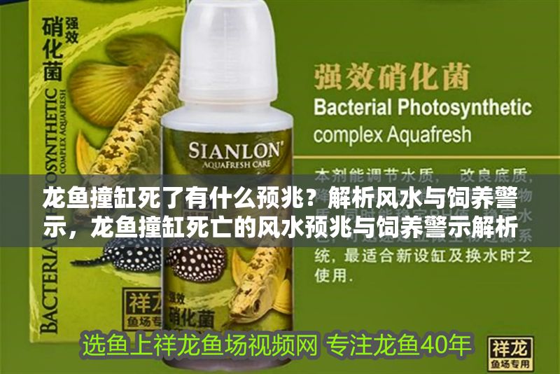 龍魚撞缸死了有什么預兆？解析風水與飼養警示，龍魚撞缸死亡的風水預兆與飼養警示解析，龍魚撞缸死亡的預兆解析，風水寓意與飼養警示