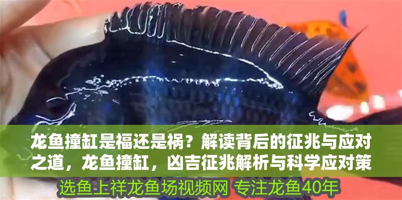 龍魚撞缸是福還是禍？解讀背后的征兆與應(yīng)對(duì)之道，龍魚撞缸，兇吉征兆解析與科學(xué)應(yīng)對(duì)策略，龍魚撞缸，兇吉征兆解析與科學(xué)應(yīng)對(duì)策略