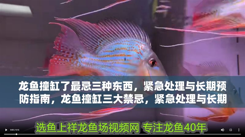 龍魚撞缸了最忌三種東西，緊急處理與長期預防指南，龍魚撞缸三大禁忌，緊急處理與長期預防全攻略，龍魚撞缸三大禁忌與緊急處理預防全指南