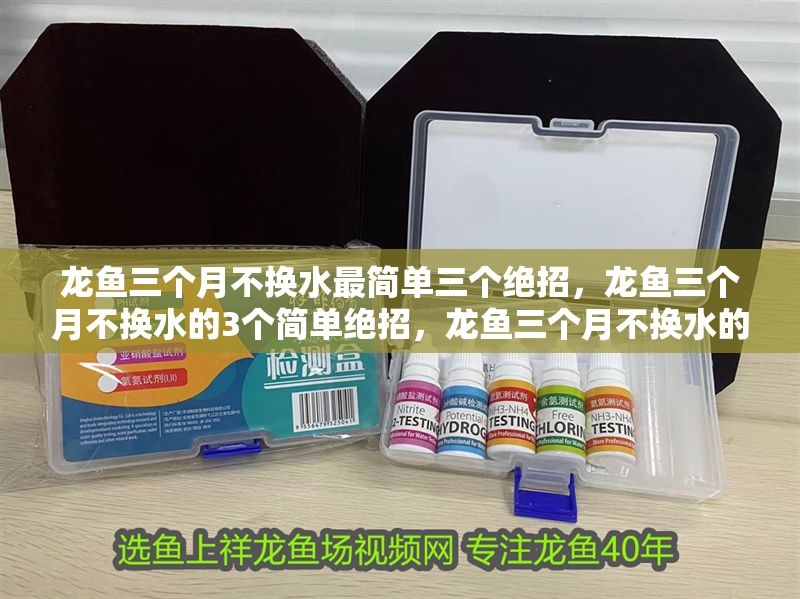 龍魚三個月不換水最簡單三個絕招,龍魚三個月不換水的3個簡單絕招,龍魚三個月不換水的3個簡單絕招 龍魚百科 第1張 龍魚三個月不換水最簡單三個絕招,龍魚三個月不換水的3個簡單絕招,龍魚三個月不換水的3個簡單絕招 龍魚三個月不換水最簡單三個絕招,龍魚三個月不換水的3個簡單絕招,龍魚三個月不換水的3個簡單絕招 龍魚百科 第1張