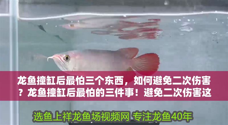 龍魚撞缸后最怕三個東西，如何避免二次傷害？龍魚撞缸后最怕的三件事！避免二次傷害這樣做，龍魚撞缸后最怕的三件事！如何避免二次傷害？