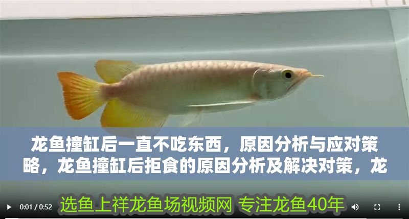 龍魚撞缸后一直不吃東西，原因分析與應(yīng)對(duì)策略，龍魚撞缸后拒食的原因分析及解決對(duì)策，龍魚撞缸拒食的成因與解決措施全解析
