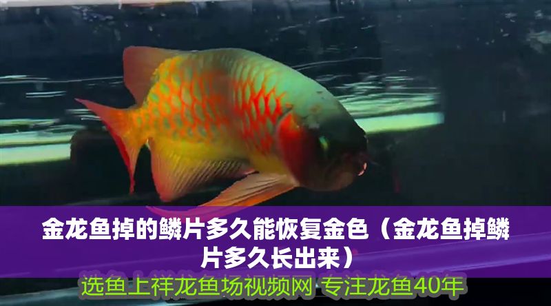 金龍魚掉的鱗片多久能恢復(fù)金色（金龍魚掉鱗片多久長出來）