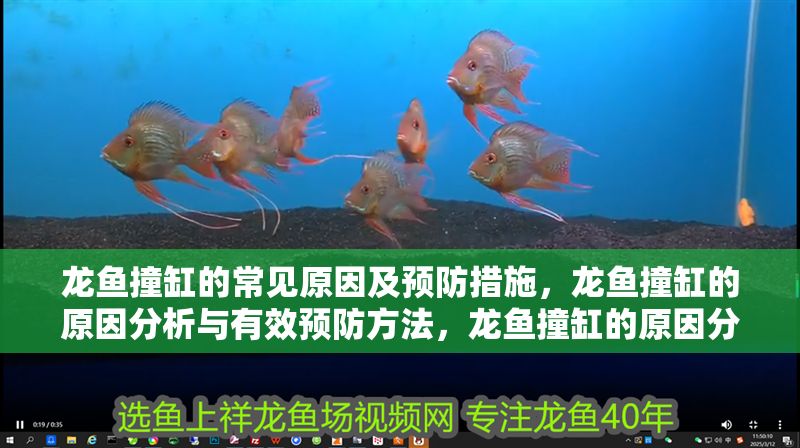 龍魚撞缸的常見原因及預(yù)防措施，龍魚撞缸的原因分析與有效預(yù)防方法，龍魚撞缸的原因分析及預(yù)防措施全解析