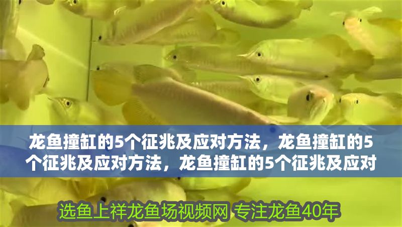 龍魚撞缸的5個征兆及應對方法，龍魚撞缸的5個征兆及應對方法，龍魚撞缸的5個征兆及應對方法