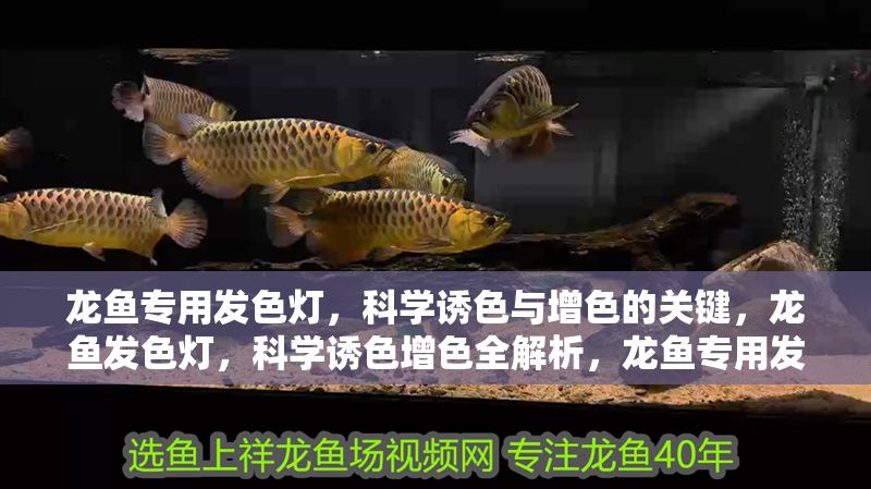 龍魚專用發色燈，科學誘色與增色的關鍵，龍魚發色燈，科學誘色增色全解析，龍魚專用發色燈，科學誘色增色全解析