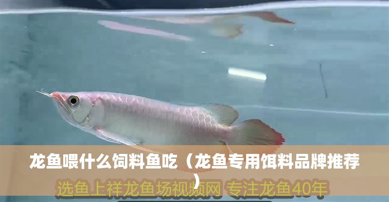 龍魚喂什么飼料魚吃（龍魚專用餌料品牌推薦）